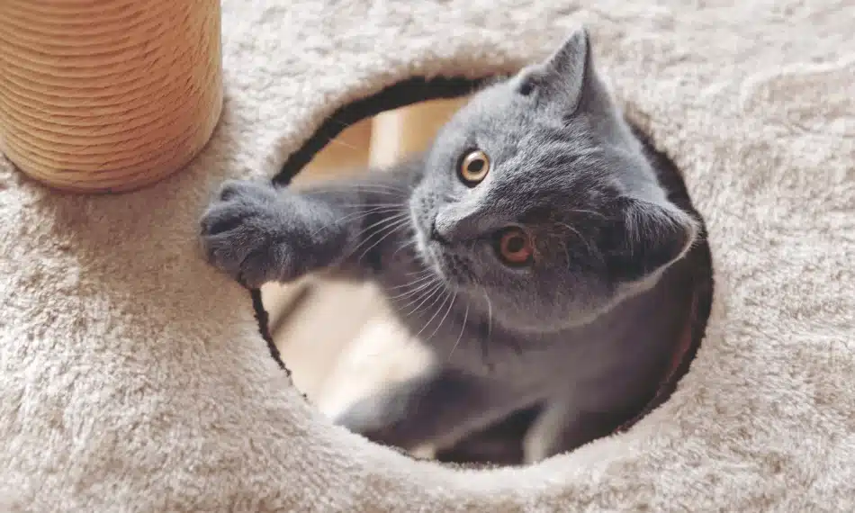 cat playing in tower